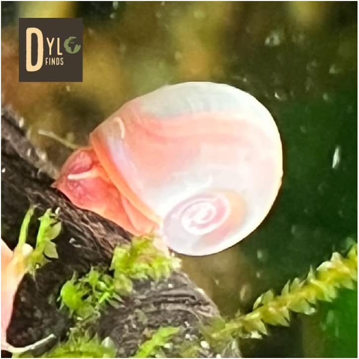 10 Live Ramshorn Snails by Dylfinds for Freshwater Aquarium/Pond Colony Start Clean-up Crew Planorbella Duryi (Bubblegum Pink)