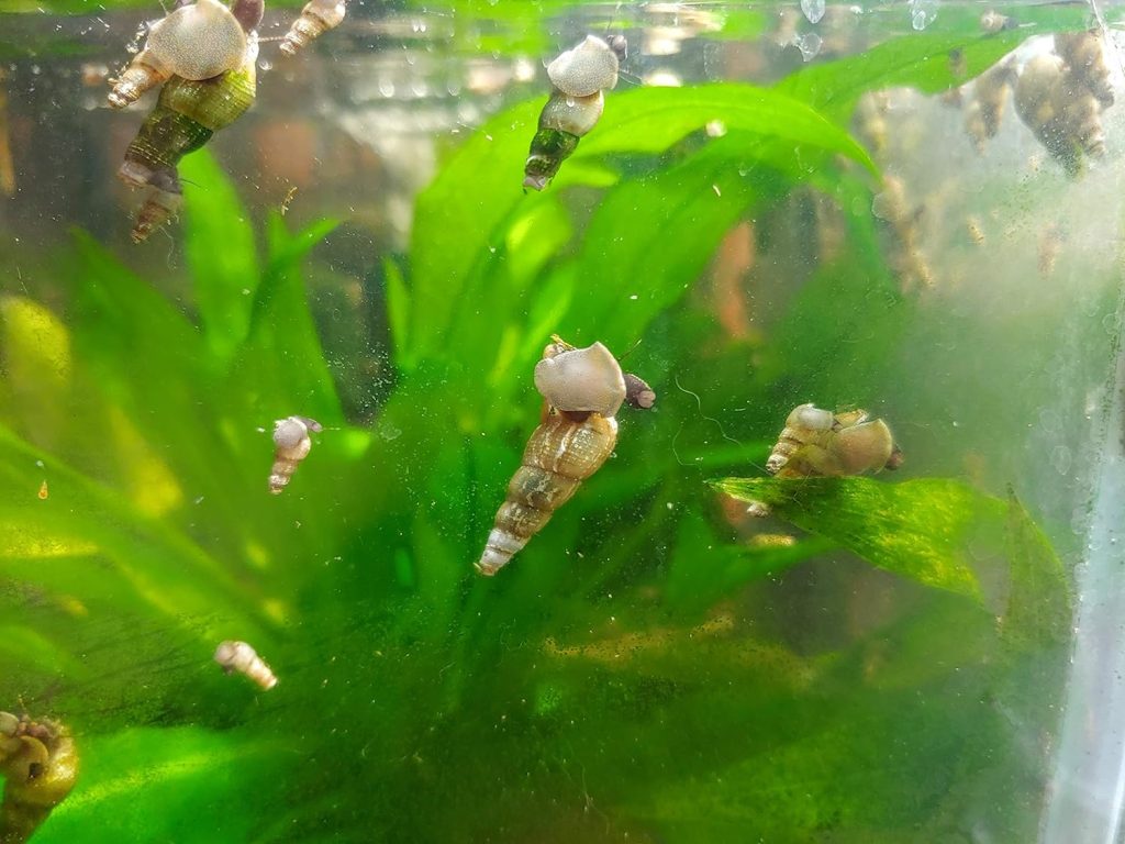 10+ Malaysian Trumpet Snails for Algae Control, Small Tanks or Puffer Fish, Feeder Snails.