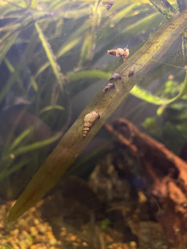 10 Malaysian Trumpet Snails for Small Tanks, Aquariums