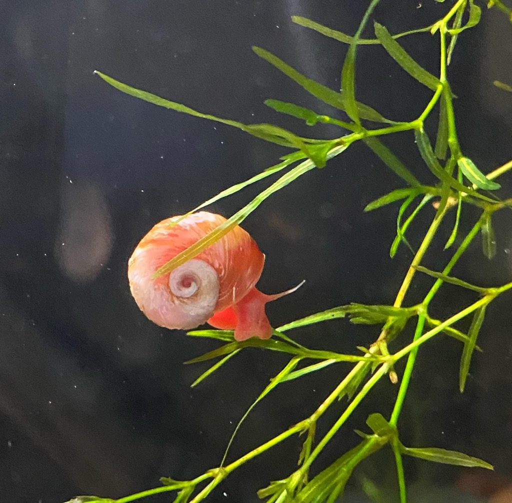 All RED/Pink Ramshorn Snails - 10+ Extras for Ponds and Freshwater Aquariums - Baby/Juvenile Size - Bred by Bubbles Up Aquatics (Order from Bubbles Up Aquatics or DOA Warranty Void)