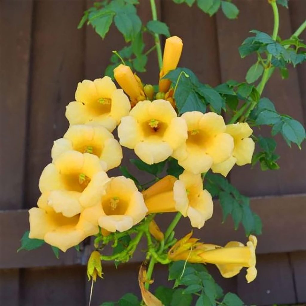 Amazon.com : QAUZUY GARDEN 15 Rare Yellow Hummingbird Trumpet Vine (Trumpet Creeper) Campsis Radicans Seeds | Non-GMO Heirloom Flower Seed  Striking Fast-Growing Privacy Screen : Patio, Lawn  Garden