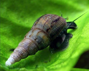 Malaysian Trumpet Snails (MTS) from One Stop Aquatics (6 Snails) by One Stop Aquatics