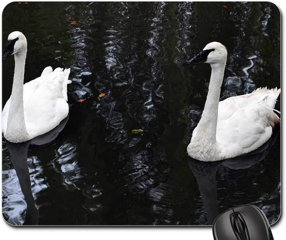 Mouse Pad - Swan Trumpet of The Swan Water Bird White Bird 1