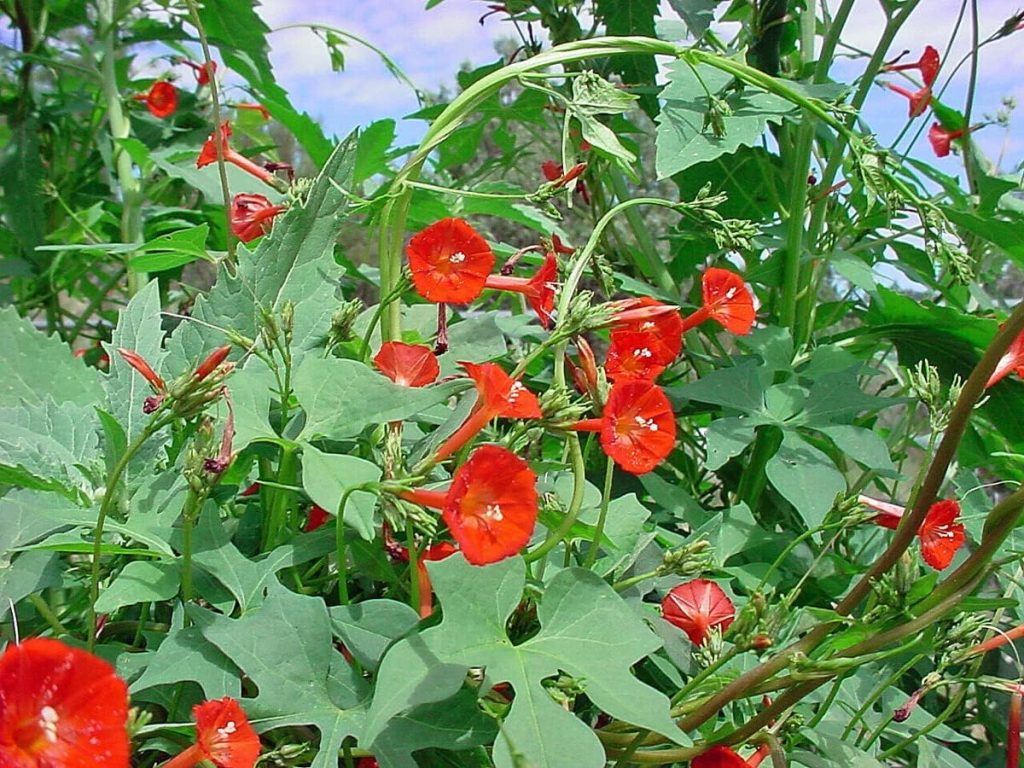 Scarlet Morning Glory Seeds Ipomoea O Hara Garden Vining Red Flower 100+ for 2023