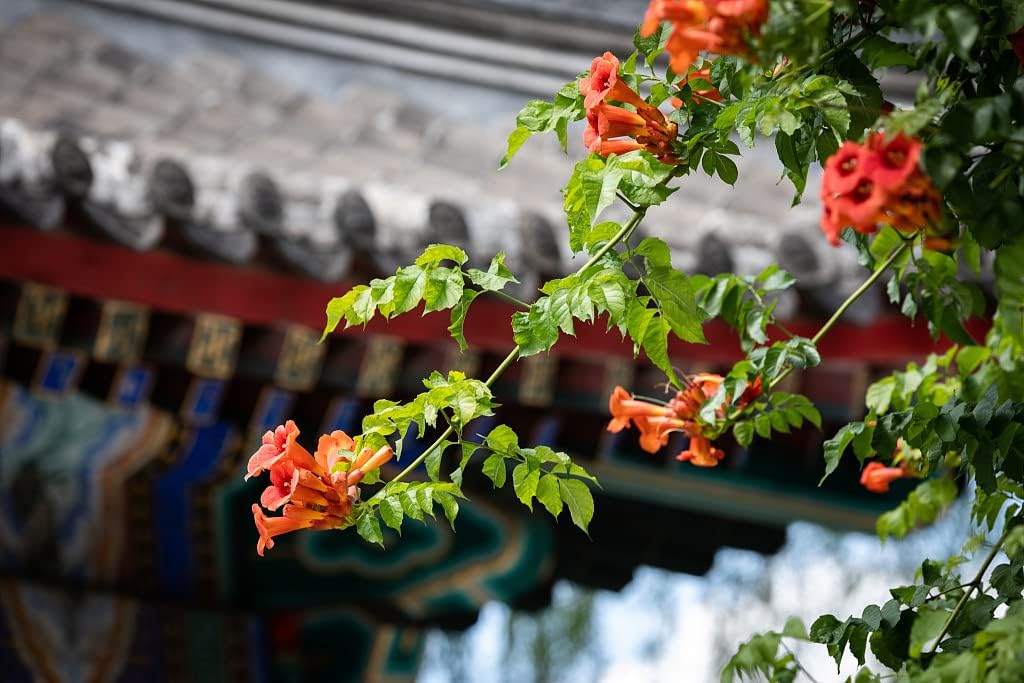 Trumpet Vine - Campsis radicans - 4 Pot with Root 100% Survival Guaranteed