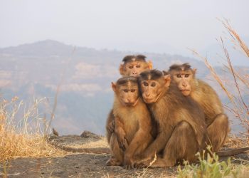 16 Best Songs About Monkeys To Make You Hang Around