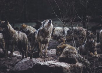 16 Best Songs About Wolves