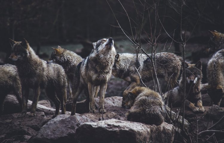 16 Best Songs About Wolves