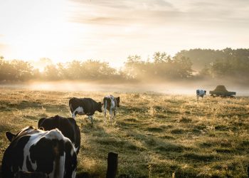 12 Best Songs about Cows