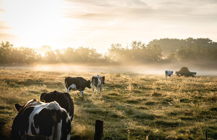 12 Best Songs about Cows