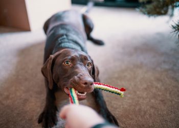 18 Best Songs about Dogs to Celebrate our Furry Friends