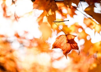 19 Best Songs about Fall (or Autumn)