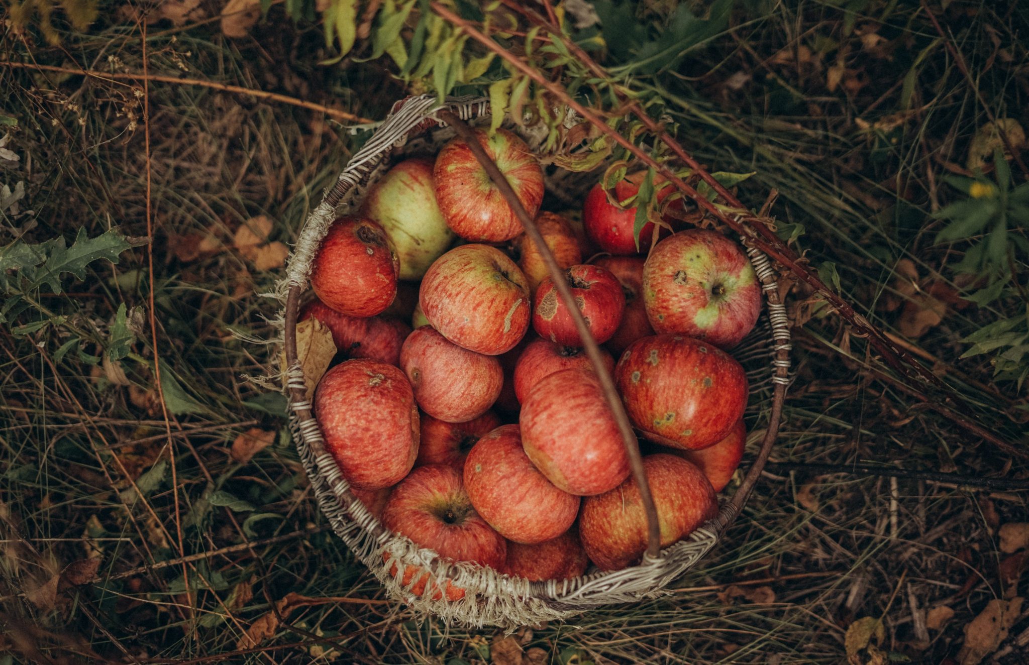 9 Juicy Songs about Apples