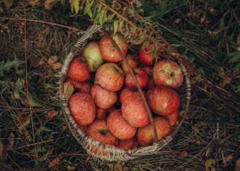 9 Juicy Songs about Apples