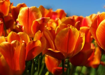 20 Songs About The Color Orange