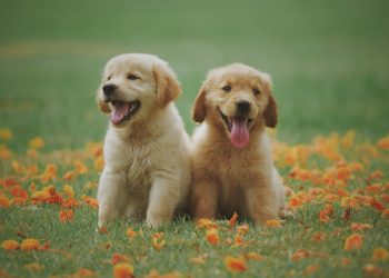 20 Songs with Dog in the Title