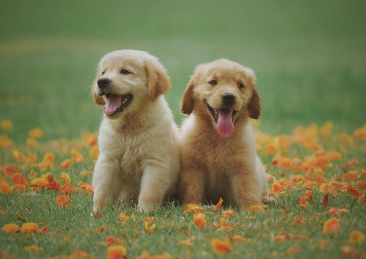 20 Songs with Dog in the Title