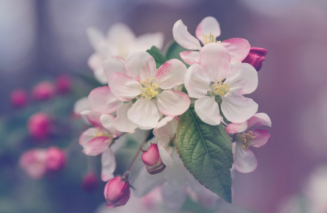 20 Songs About Flowers