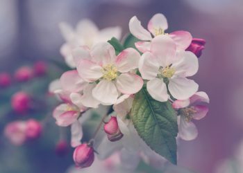 20 Songs About Flowers