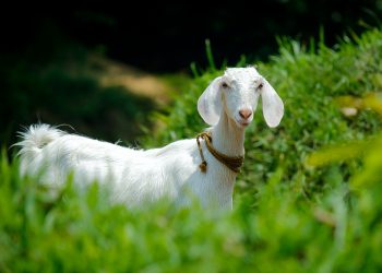 20 Songs About Goats