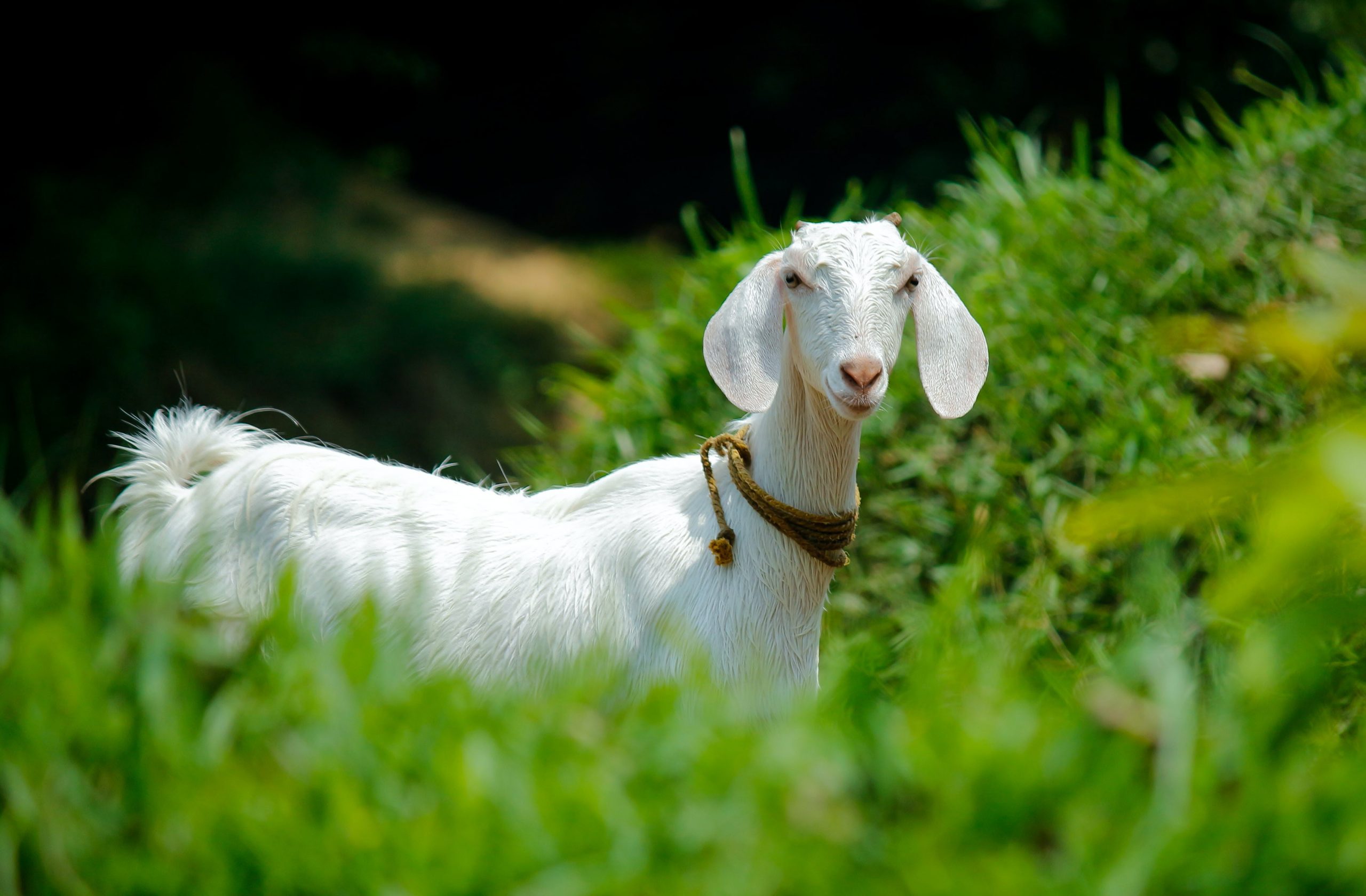 20 Songs About Goats 