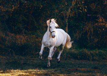 20 Songs About Horses