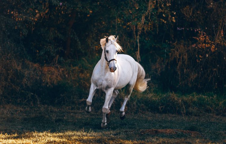 20 Songs About Horses - Singersroom.com