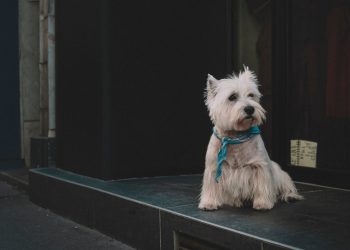 20 Rap Songs About Loyalty