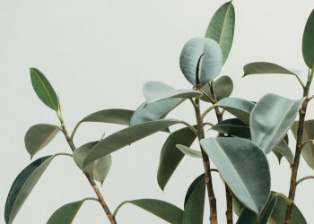 20 Songs About Plants