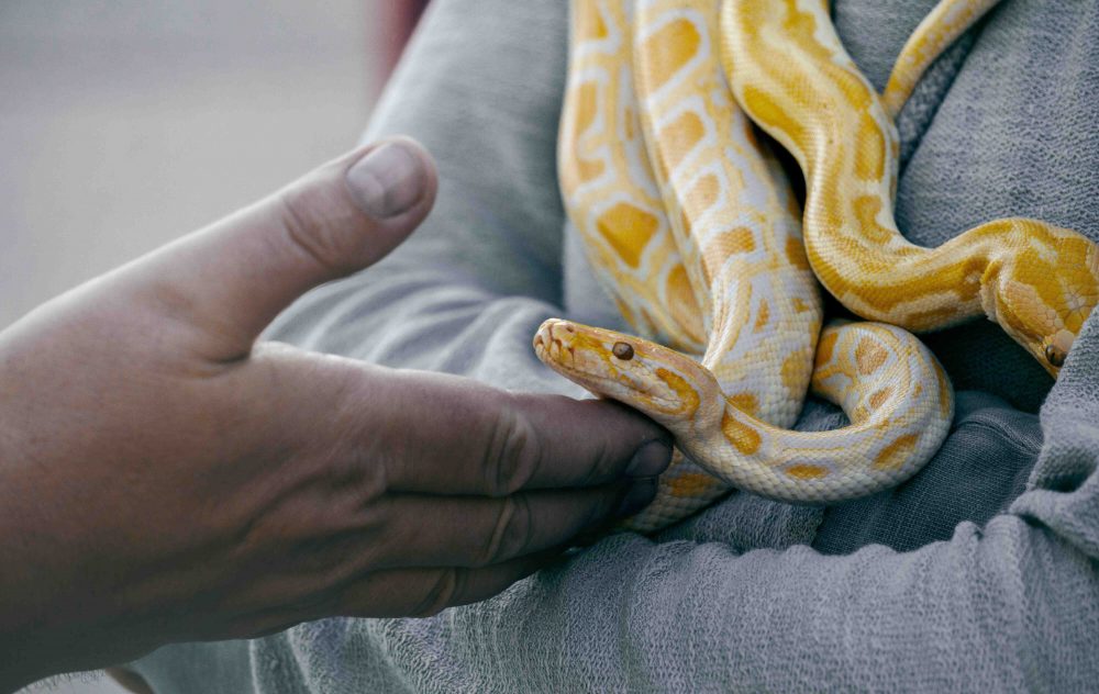 20 Songs About Snakes - Singersroom.com