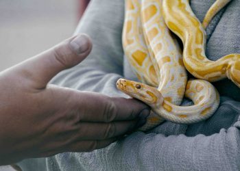 20 Songs About Snakes