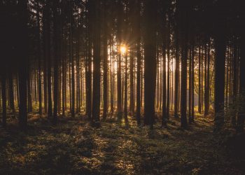 20 Songs about Trees and Forests