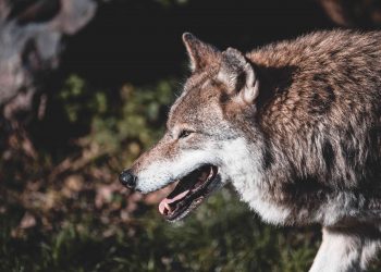 20 Songs About Werewolves