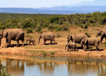 20 Songs With Animals in the Title