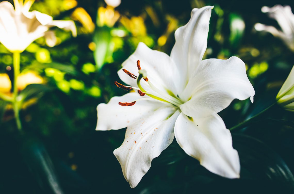 20 Songs With the Name Lily in the Title