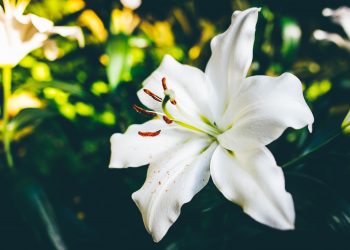 20 Songs With the Name Lily in the Title