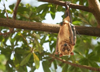 20 Songs about Bats