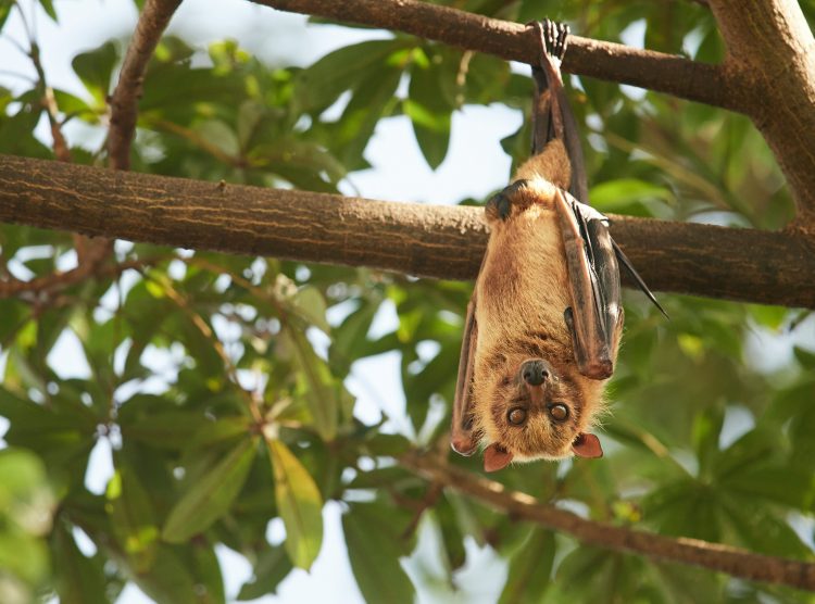 20 Songs about Bats