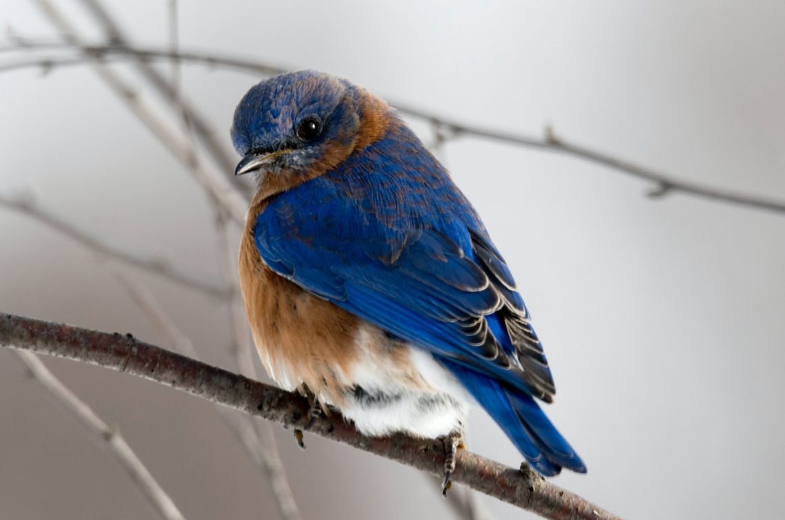 10 Songs about Birds