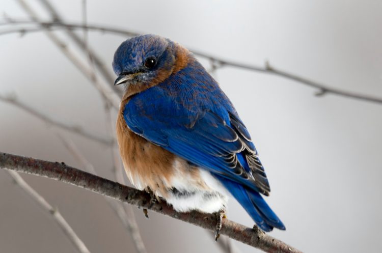 10 Songs about Birds