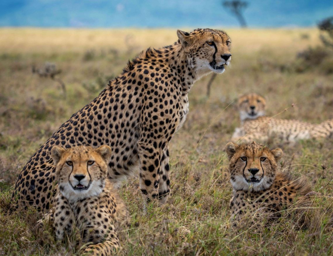 20 Songs about Cheetahs