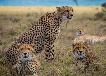 20 Songs about Cheetahs