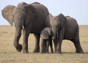 20 Songs about Elephants