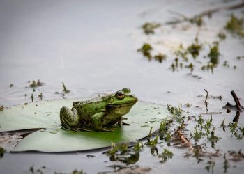 12 Best Ribbiting Songs about Frogs of All Time
