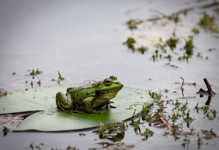 12 Best Ribbiting Songs about Frogs of All Time