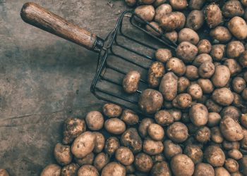 19 Songs about Potatoes