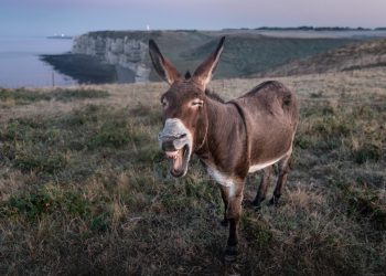 12 Songs from Shrek the Movie