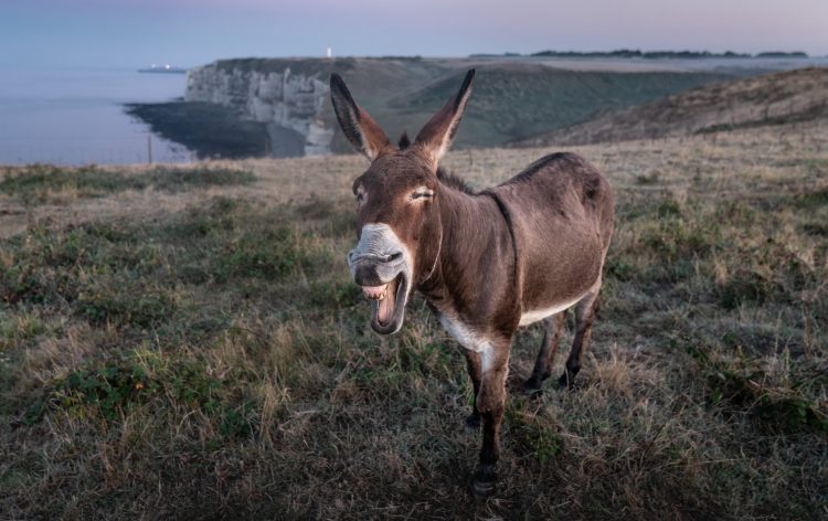 12 Songs from Shrek the Movie