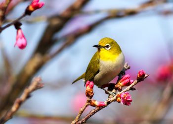 20 Songs With Birds in the Title