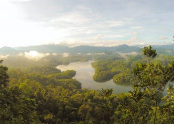 13 Best Wild Songs about the Jungle of All Time